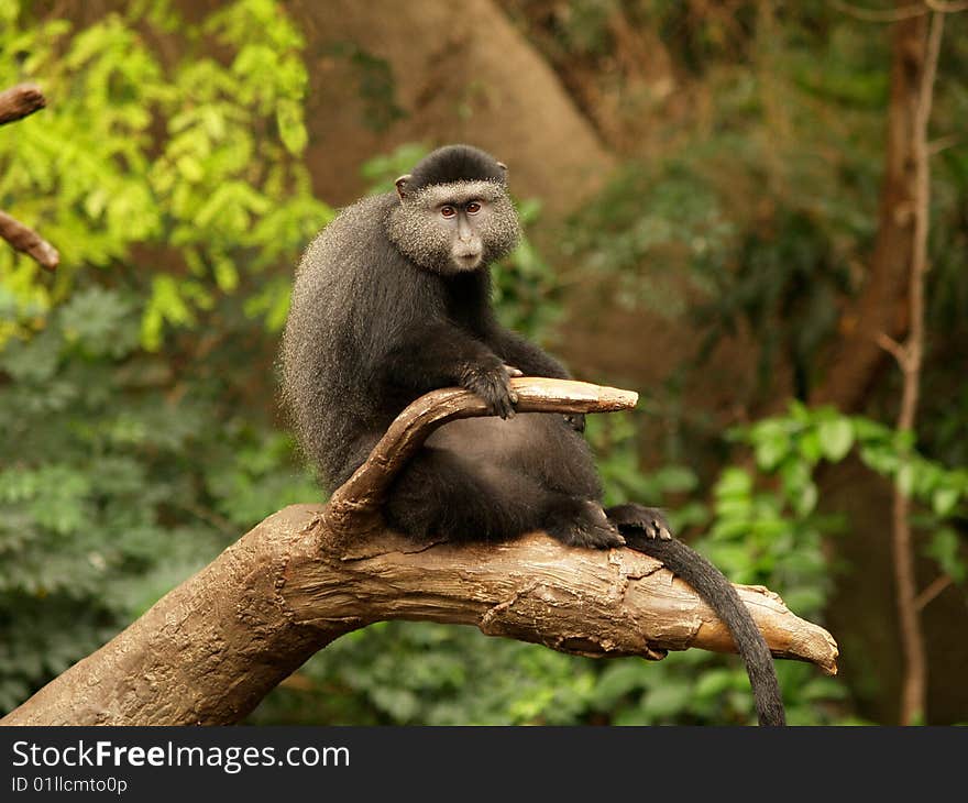 Lone Monkey on a Limb