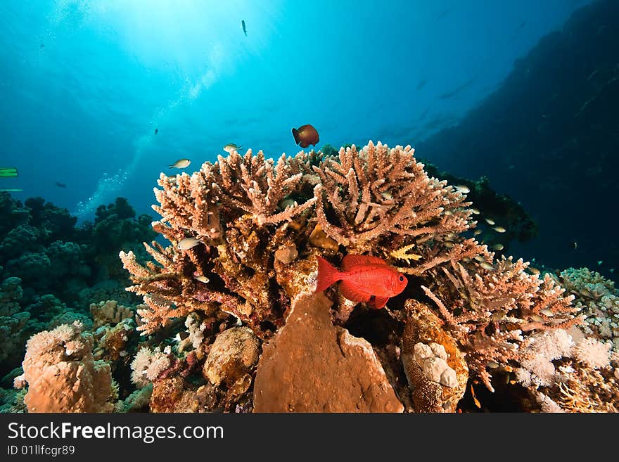 Ocean, coral and fish taken in de red sea.