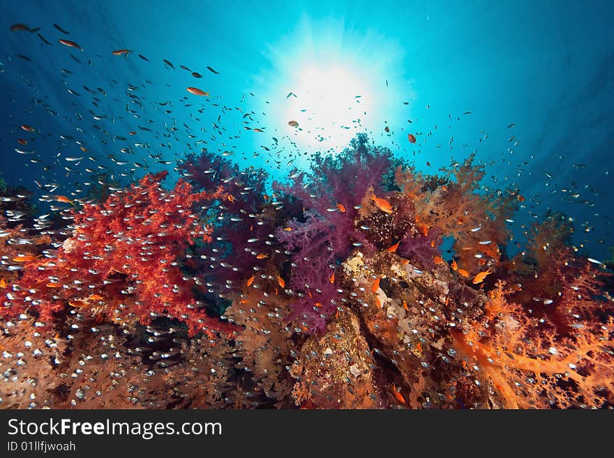 Ocean, coral and fish taken in de red sea.