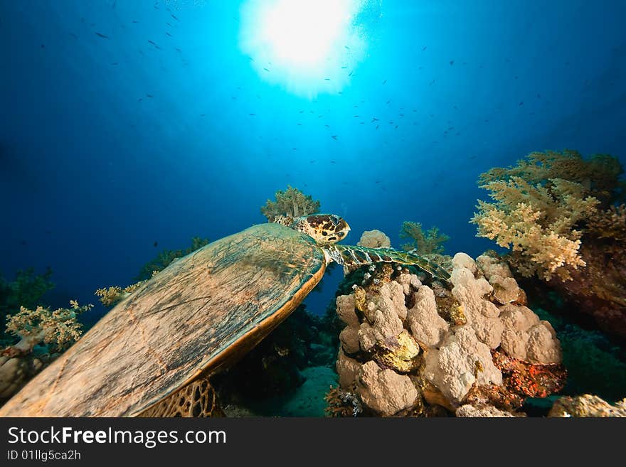 Hawksbill turtle feeding