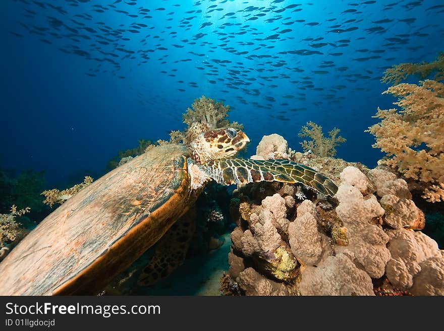 Hawksbill turtle (eretmochelys imbricata) taken in de red sea.