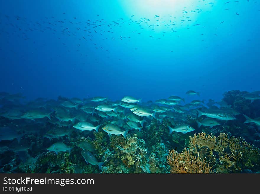 Mahsena emperor (lethrinus mahsena) taken in de red sea.