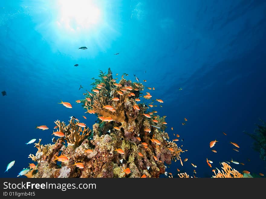 Ocean, coral and fish taken in de red sea.