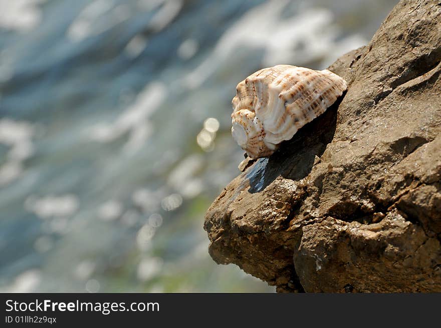 Sea Shell of coast.The mediterranean sea. Israel.