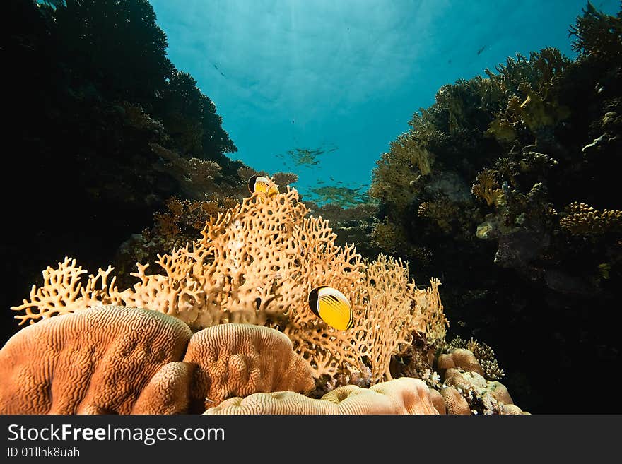 Ocean, coral and fish taken in the red sea.