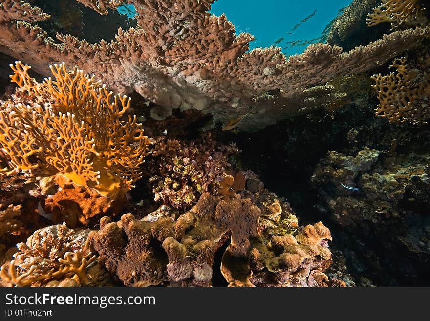 Ocean, coral and fish taken in the red sea.