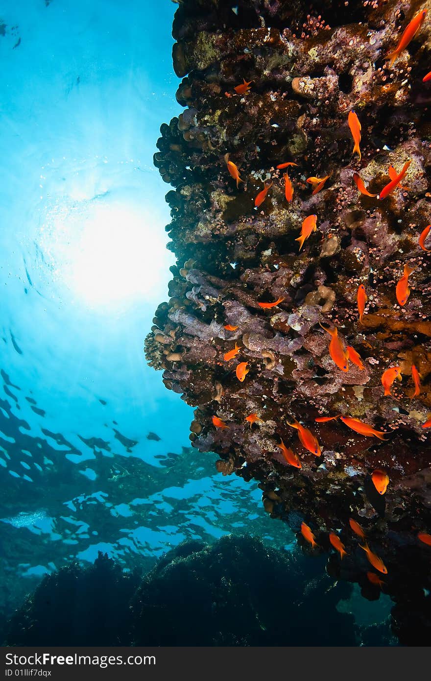 Ocean, coral and fish taken in the red sea.