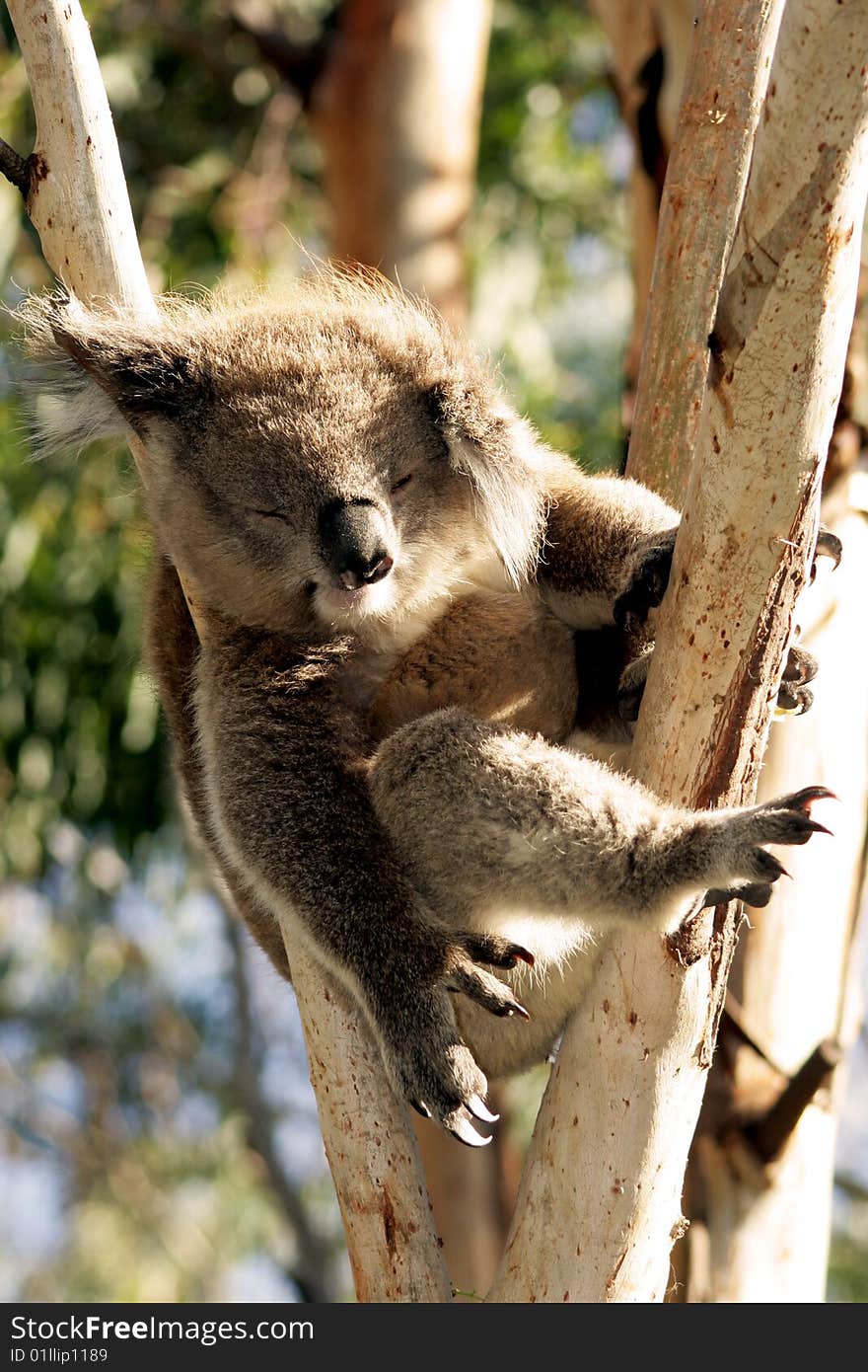 Sleeping Koala