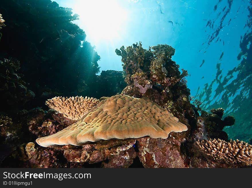 Ocean, coral and fish taken in the red sea.