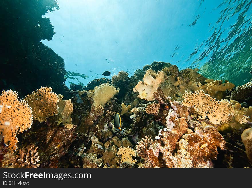 Ocean, coral and fish taken in the red sea.