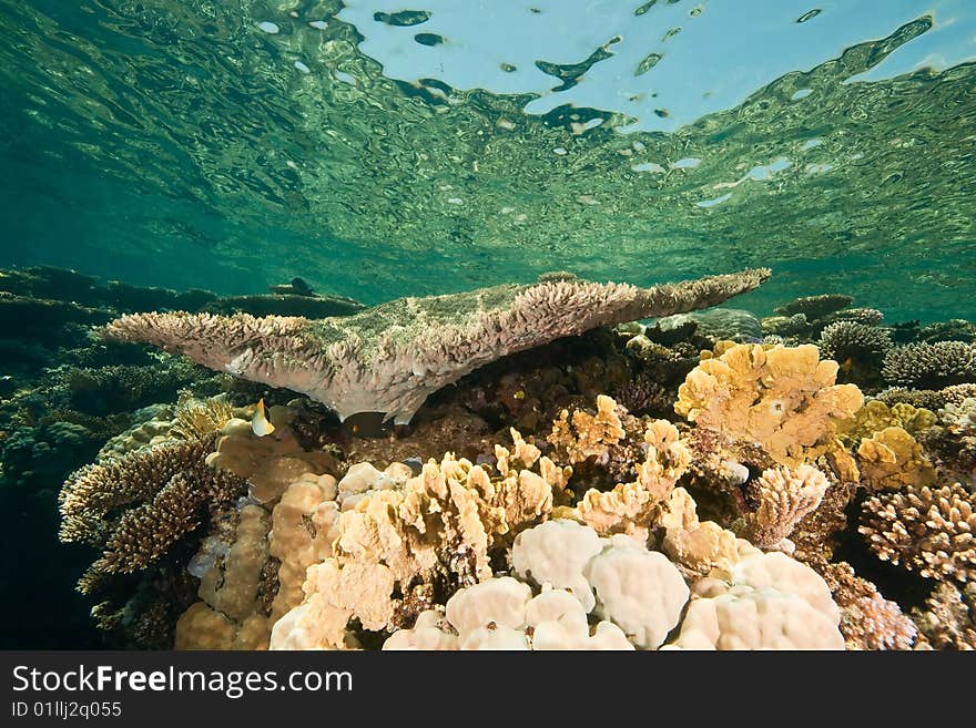 Ocean, coral and fish taken in the red sea.