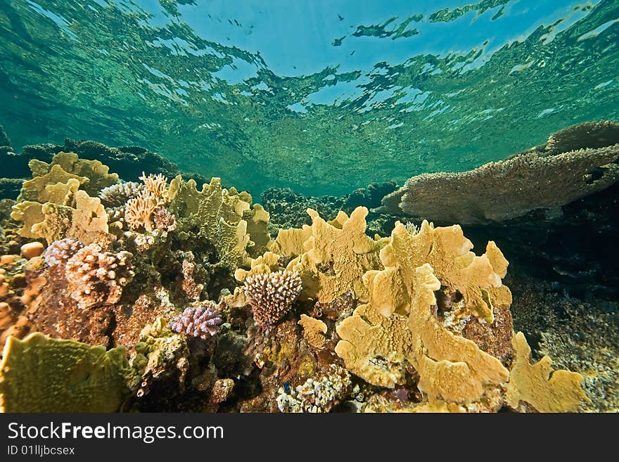 Ocean, coral and fish taken in the red sea.