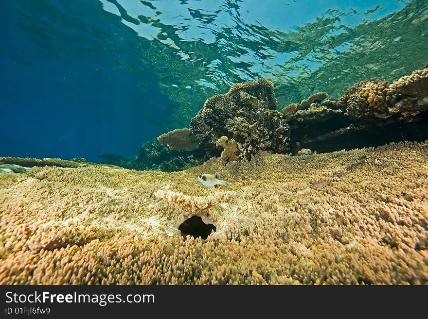 Ocean, coral and fish taken in the red sea.