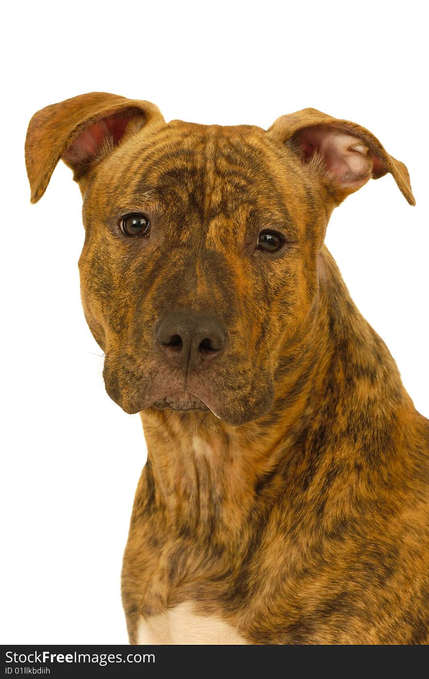 Staffordshire terrier dog on a clean white background