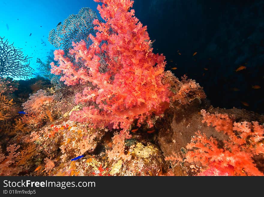 Ocean, coral and fish taken in the red sea.