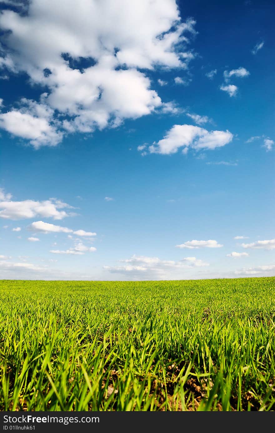 Spring green field under blue sky. Spring green field under blue sky