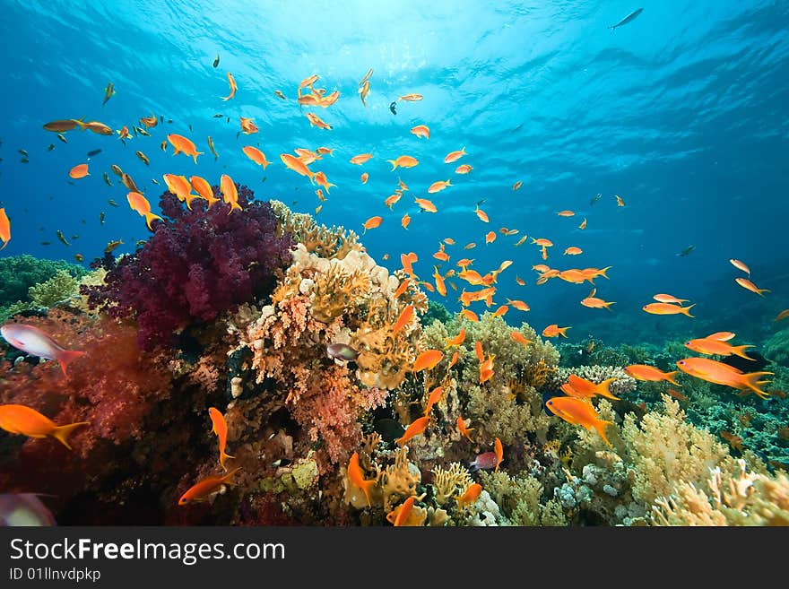 Ocean, coral and fish taken in the red sea.