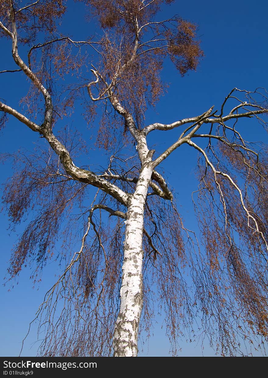 White tree reach into the blue sky above