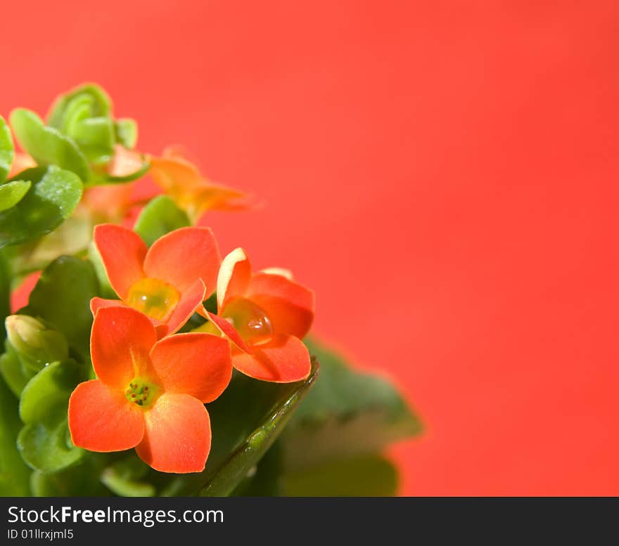 Calandiva flowers on red background (leaf, plant, flower). Calandiva flowers on red background (leaf, plant, flower)