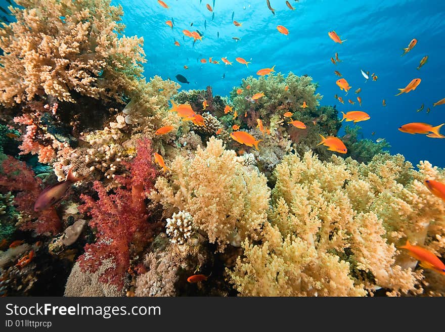 Ocean, coral and fish taken in the red sea.