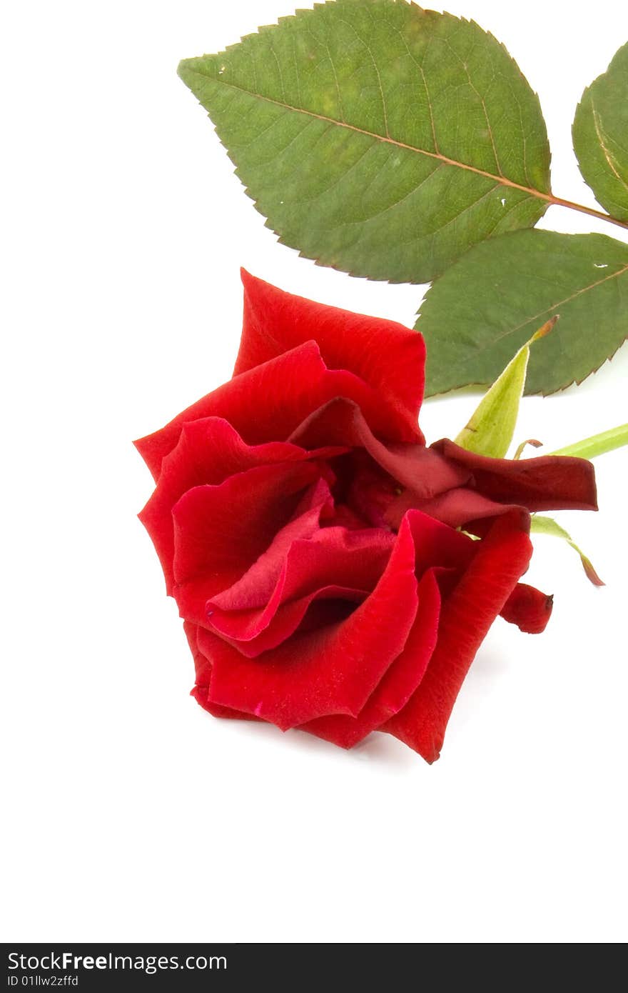 One red rose, isolated on white background