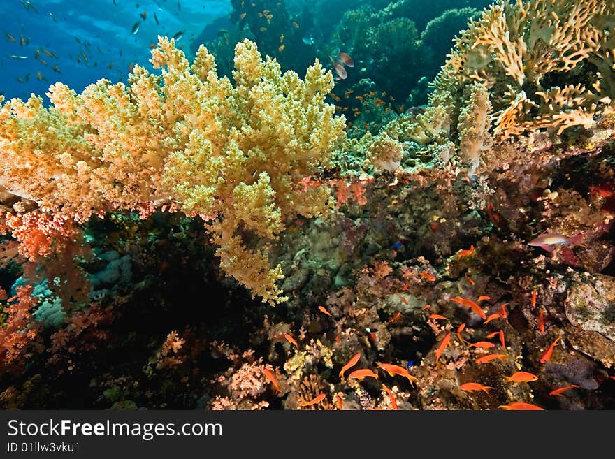 Ocean, coral and fish taken in the red sea.