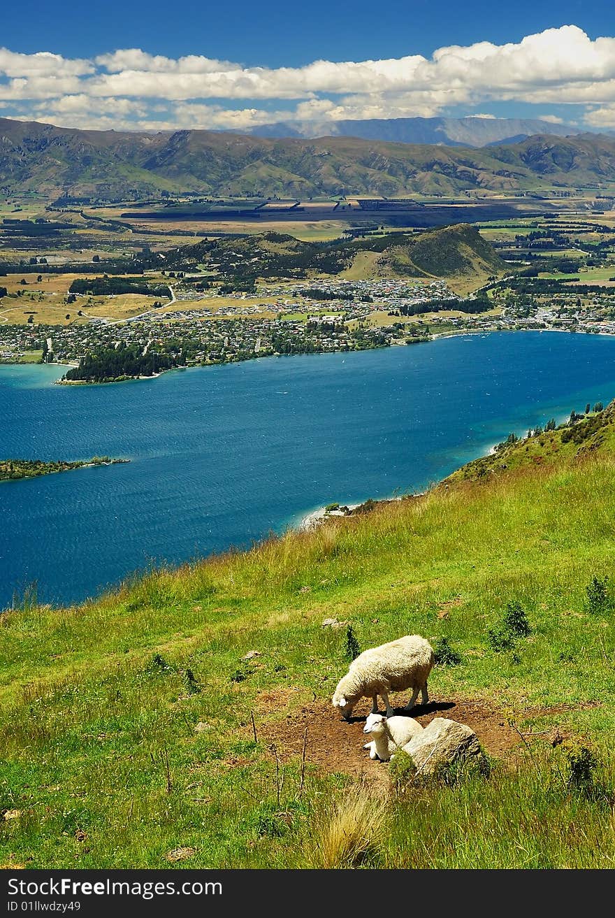 Scenery with sheeps and town Wanaka by lake. New Zealand. Scenery with sheeps and town Wanaka by lake. New Zealand