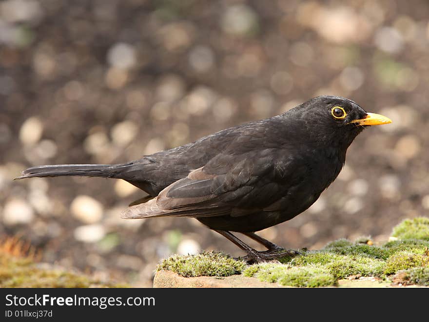 Portrait of a male Blackbird