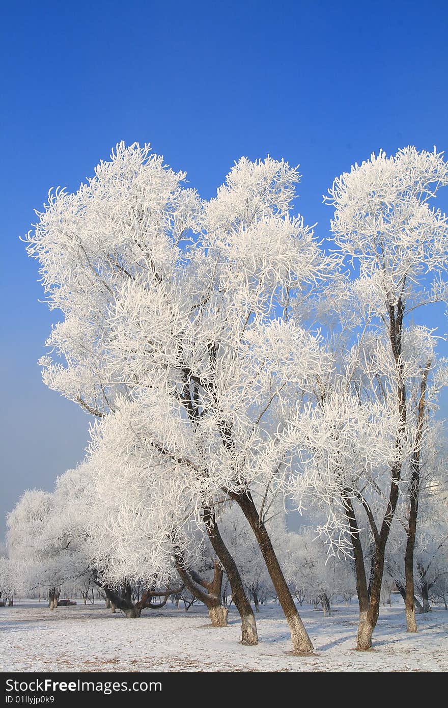 Trees