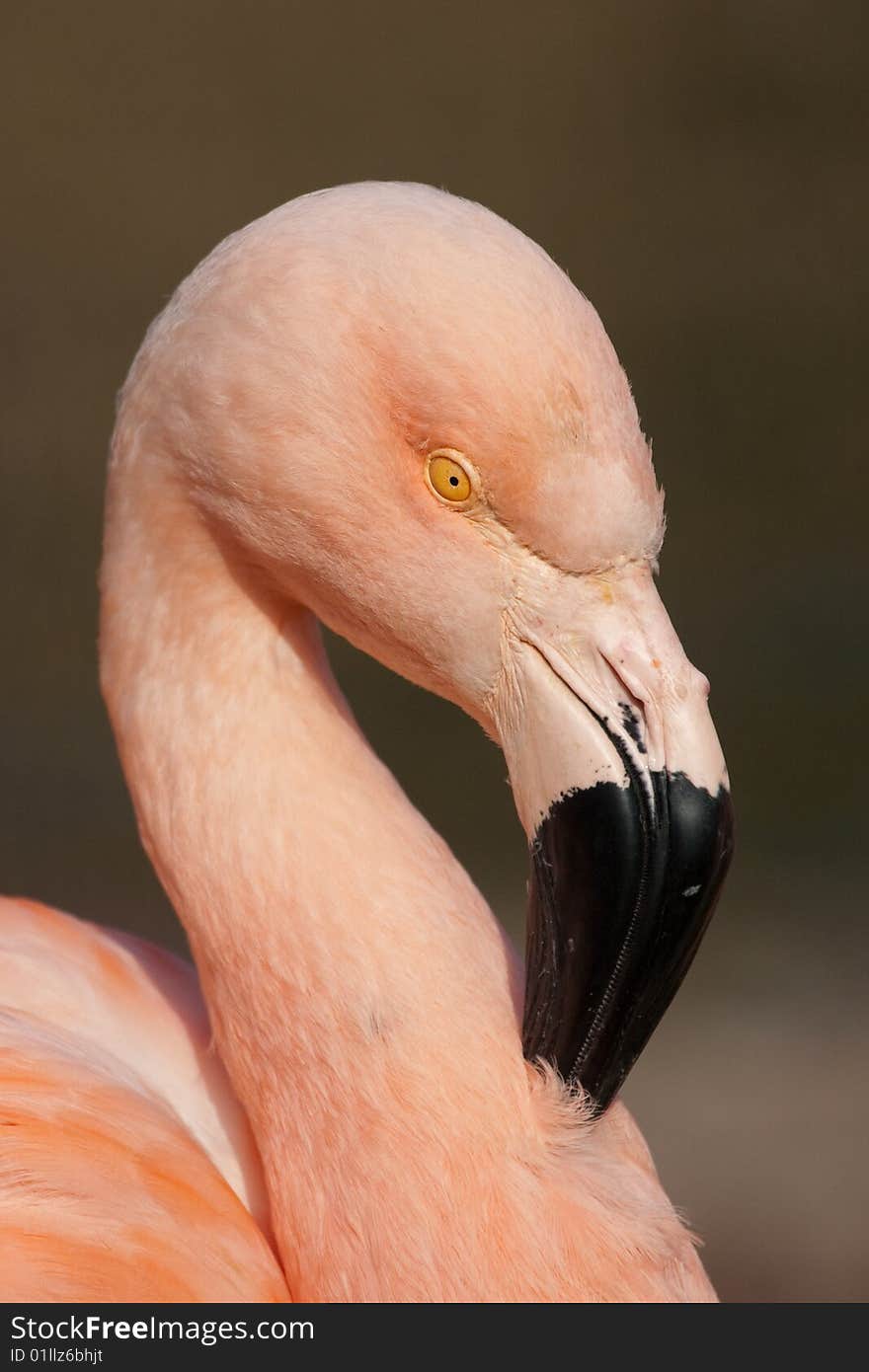 The Detail Of Cuban Flamingo