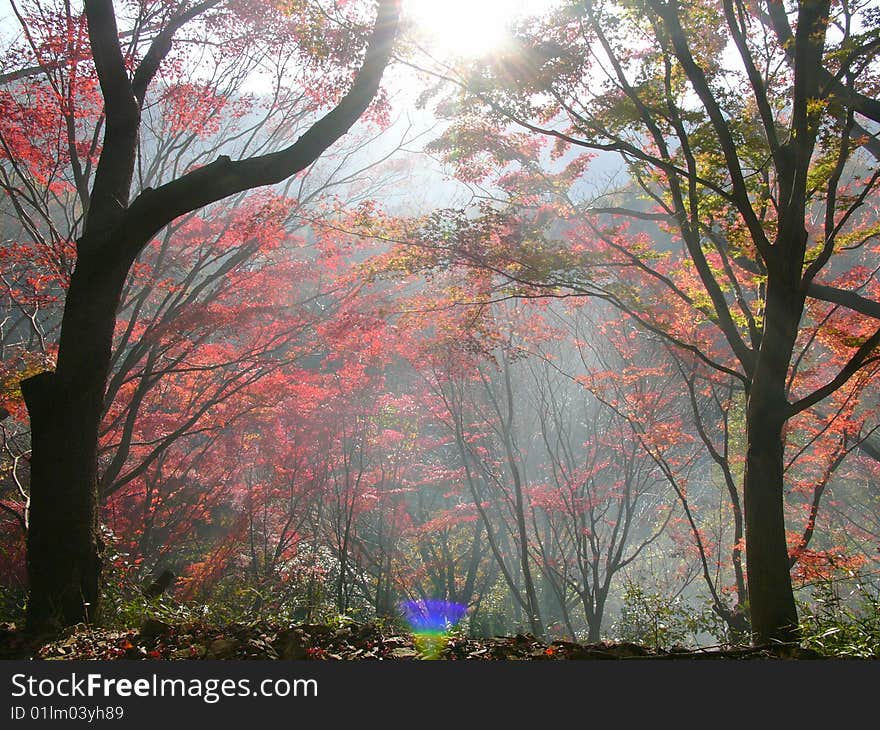 Morning Autumn Leaves