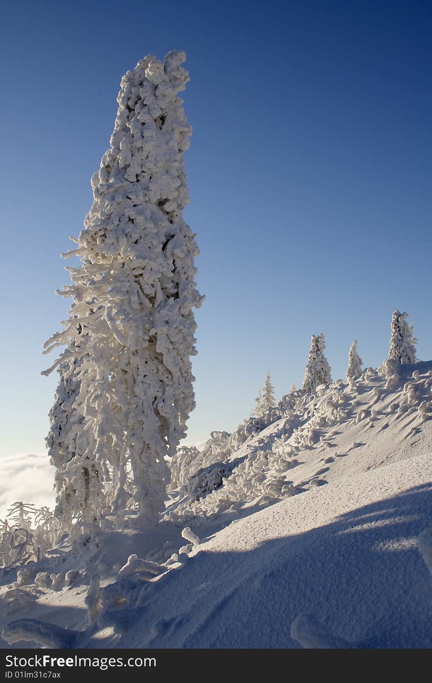 Frozen Tree