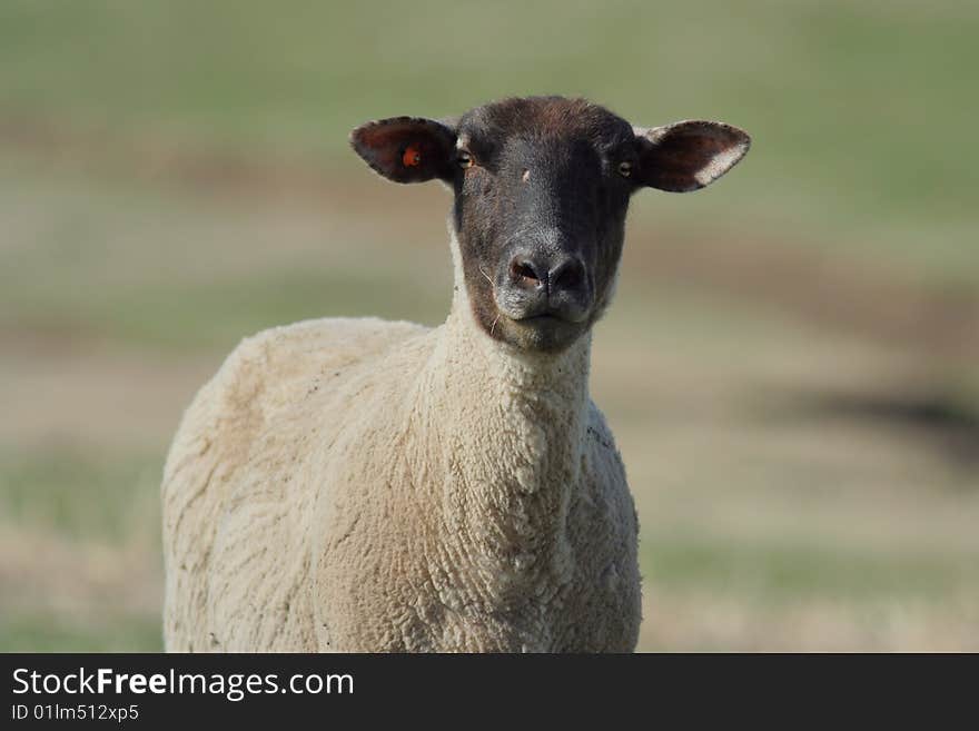 Recently sheared black-faced sheep in spring sunshine