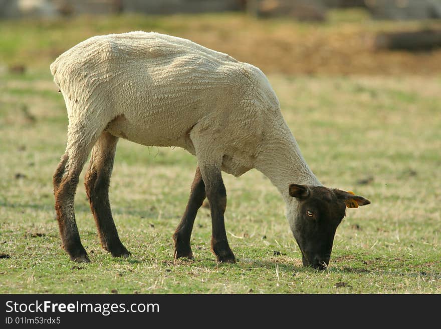 Recently sheared black-faced sheep eating grass