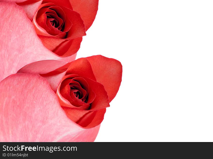 Roses isolated on a white background