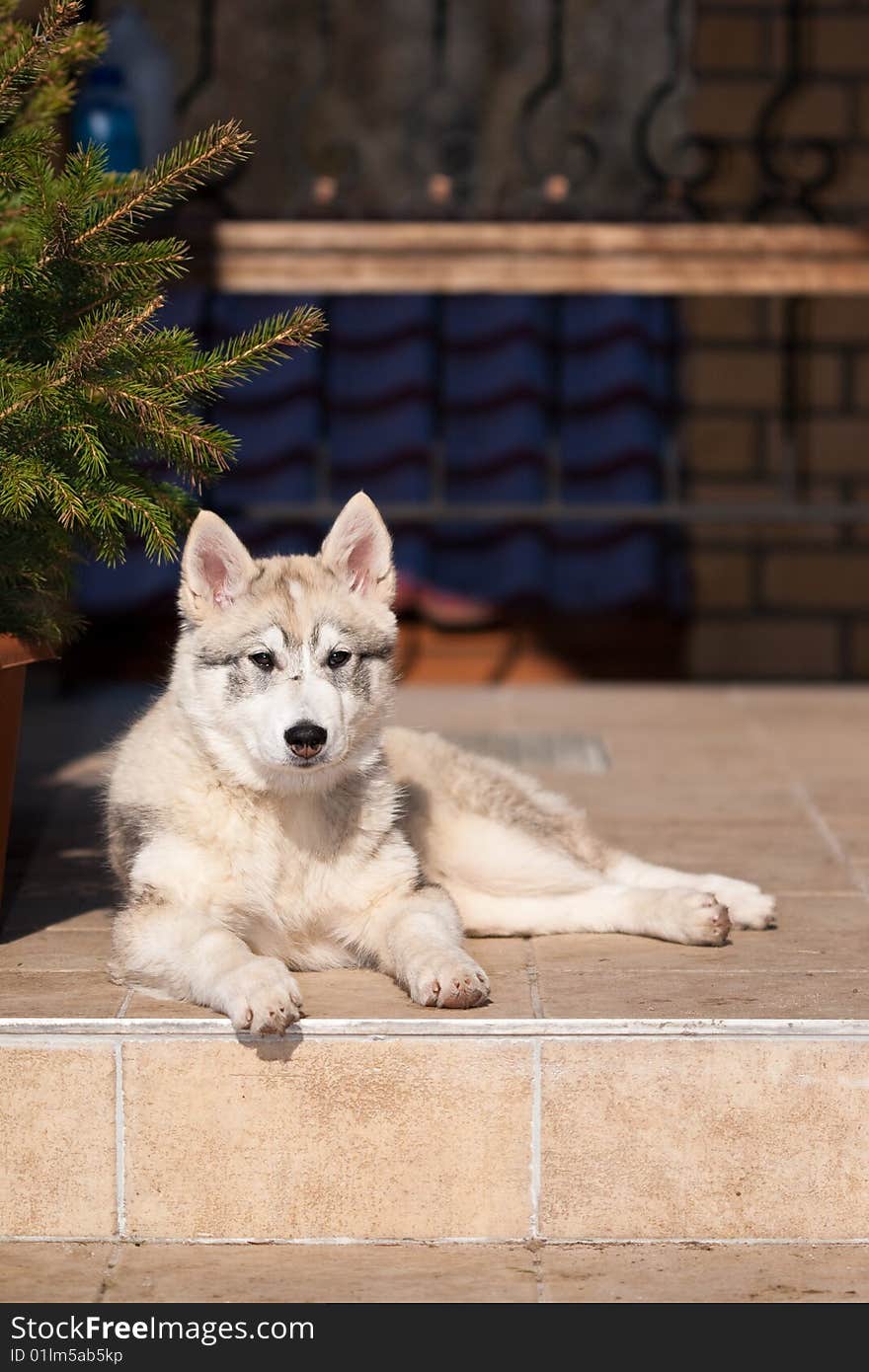 White siberian husky female on the stairs. White siberian husky female on the stairs