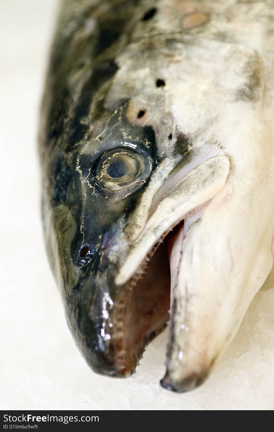 Head of fish on ice in supermarket