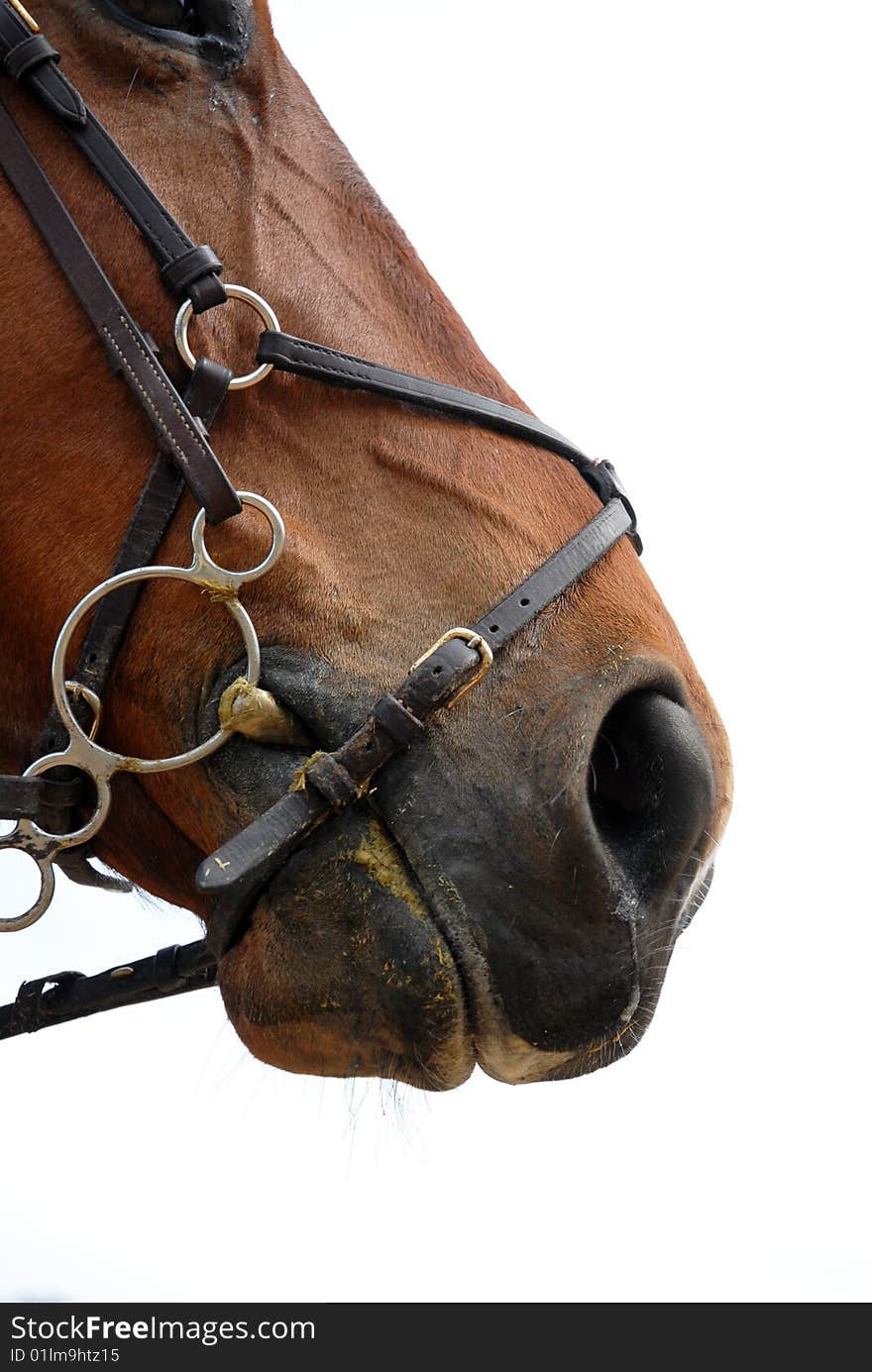 A close up of horse mouth on a white background. A close up of horse mouth on a white background