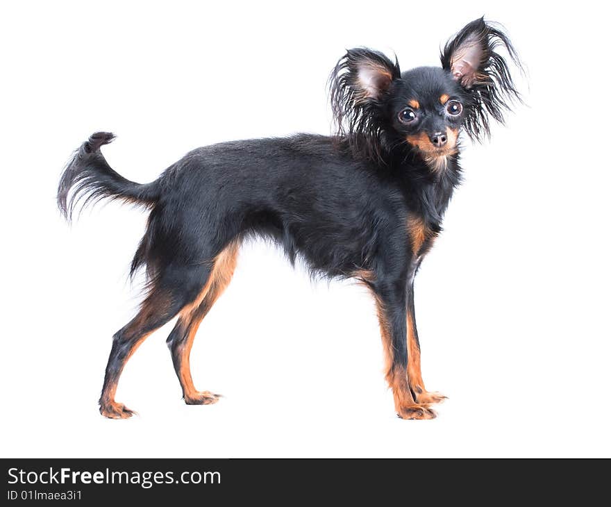 Female of Moscow  toy terrier