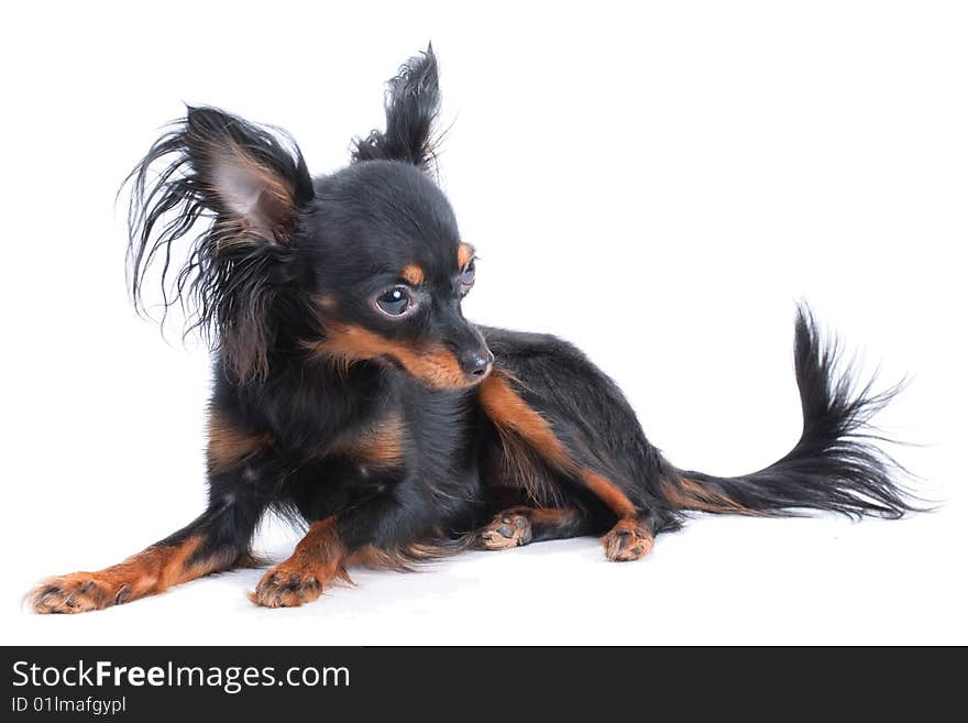 Female Moscow  toy terrier