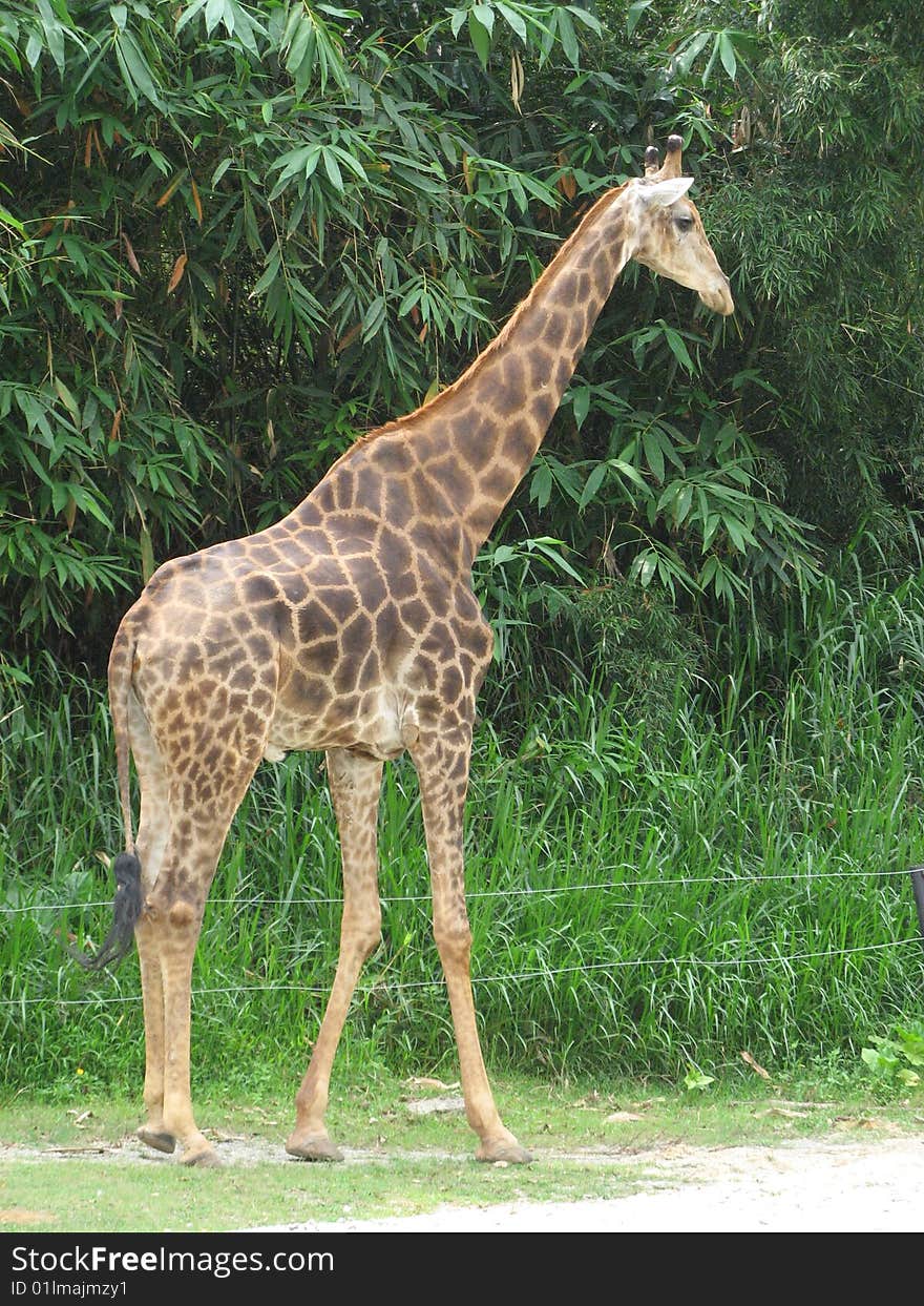 This a photo of a little giraffe. This photo was taken in a safari park in China.