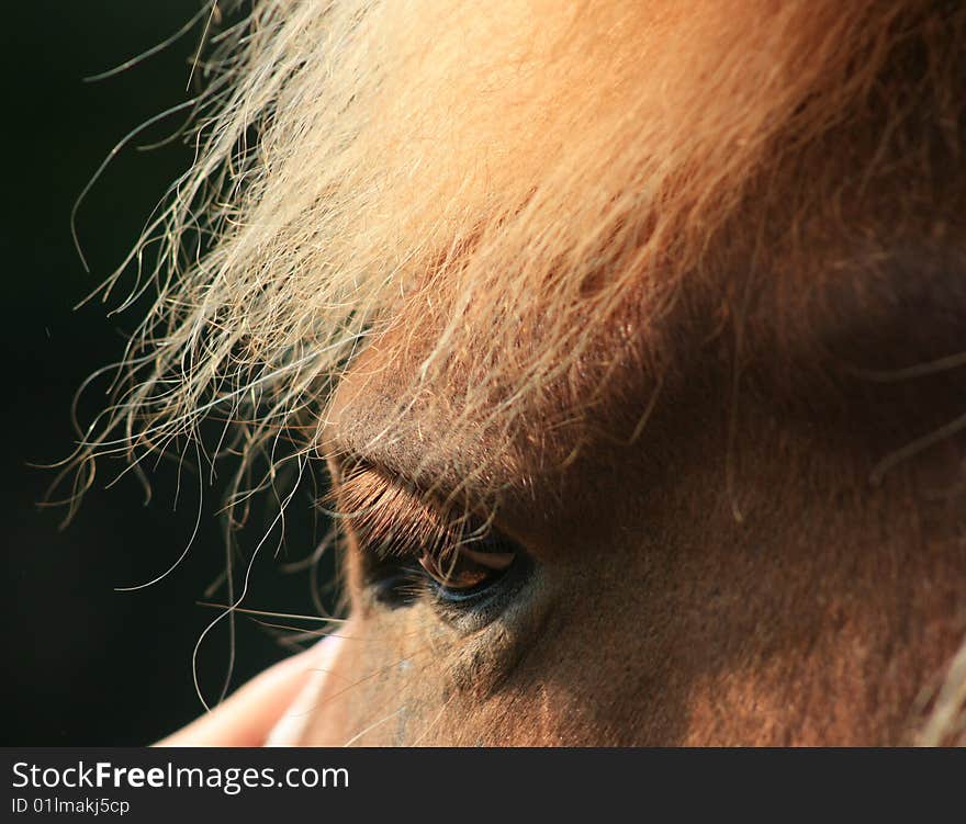 Portrait Of A Horse