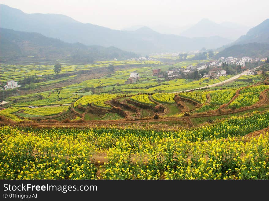 Flowers In Farms