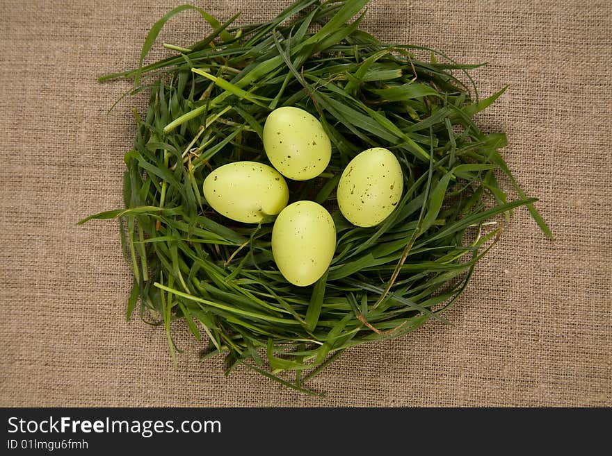 Grass nest with eggs, focus on eggs