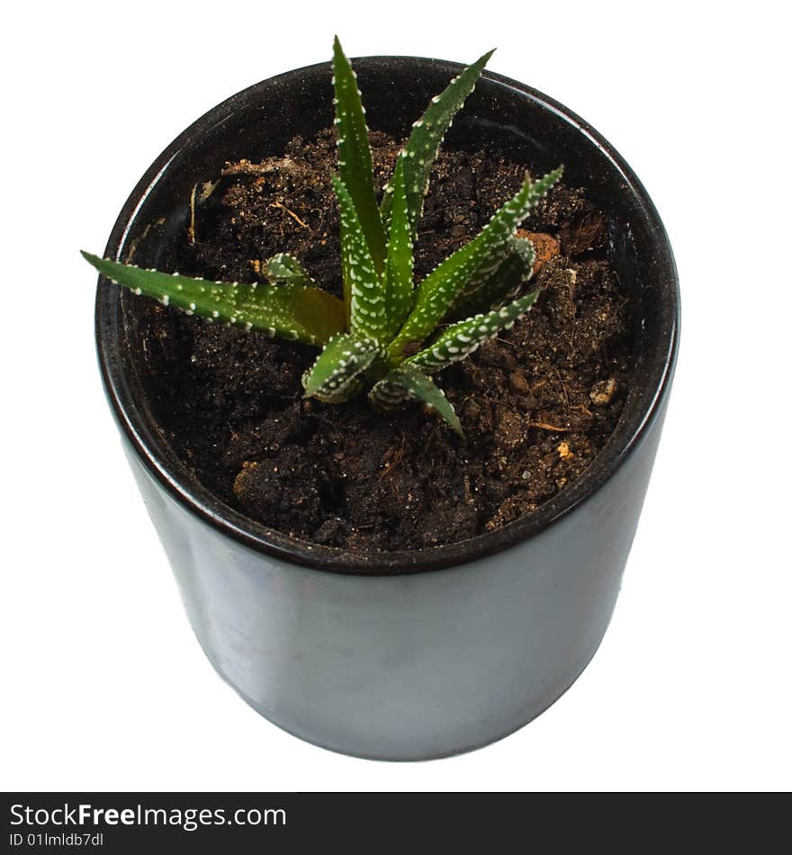 Green plant in black pot