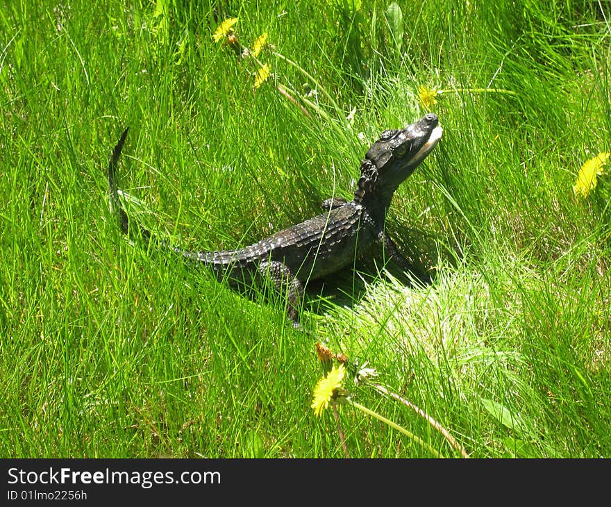 Crocodile On Walk