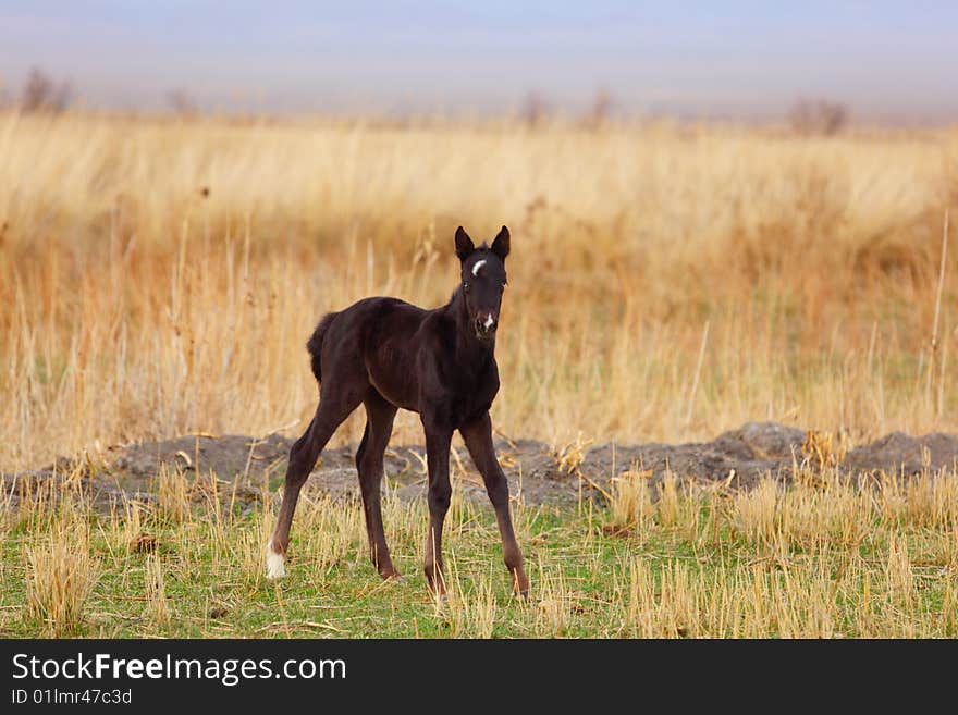 Black foal on a yellow grass