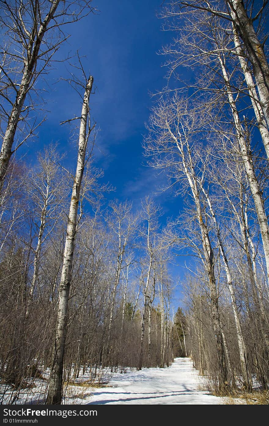 Snow Covered Path Under Blue Sky