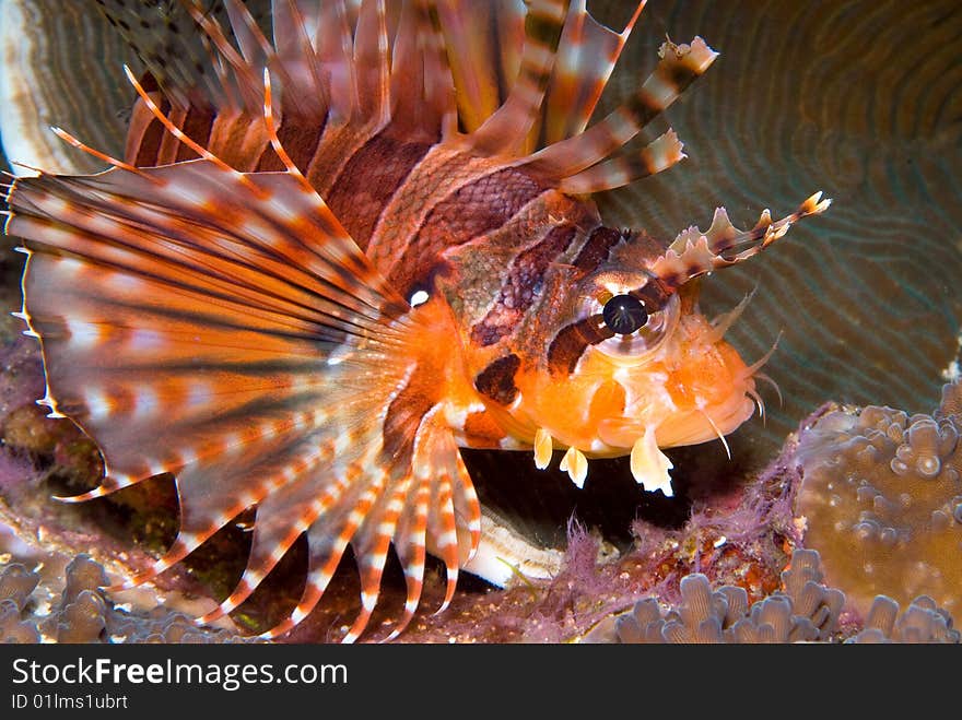 Zebra Lionfish (Dendrochirus Zebra)