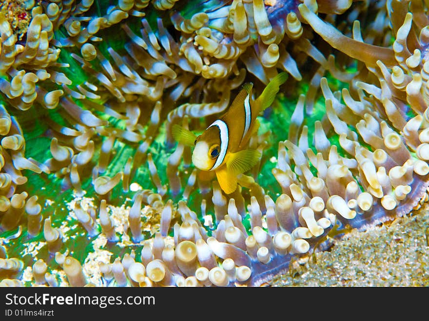 Clark S Anemoneyfish (Amphiprion Clarkii)